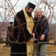 Orezivanje Prvih Cokota U Decanskom Vinogradu