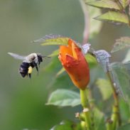 Bee