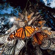 Monarch Butterflies