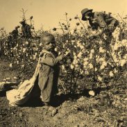 Cotton Picking