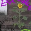 Ambiental Experiance 17