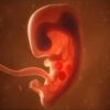 fetus
