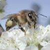 754px Plumpollen0060